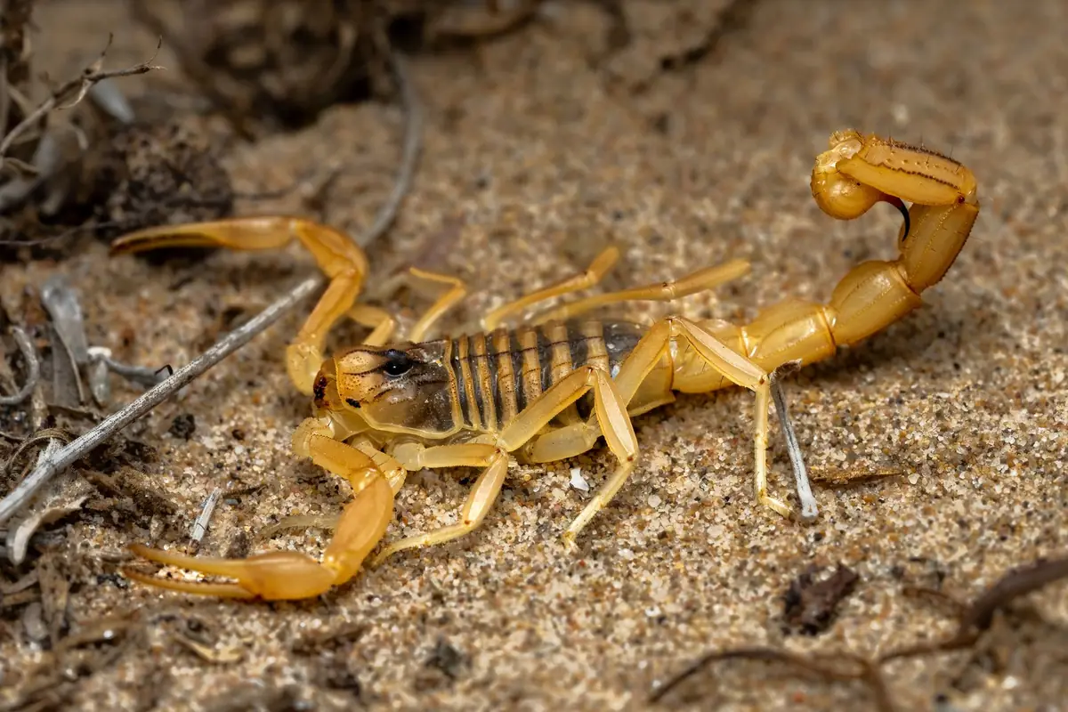 Escorpião amarelo com a cauda erguida sobre terra arenosa